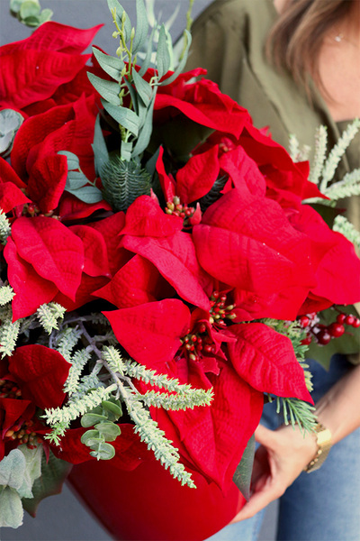 Gwiazda Betlejemska Red in Red2, świąteczna kompozycja