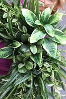 Zielony Świat, asymetryczny zielony wianek