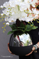 Patras, storczyk w szklanym naczyniu