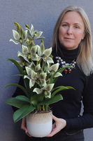 Harlow Pistacio, gumowy storczyk w donicy