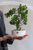 Bonsai Hikari, sztuczne drzewko w ceramicznej misie