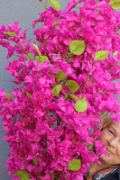 Bugenwilla, sztuczna roślina w doniczce