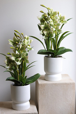 Harlow Eclipse, gumowy storczyk w donicy, wys.64cm 1sztuka