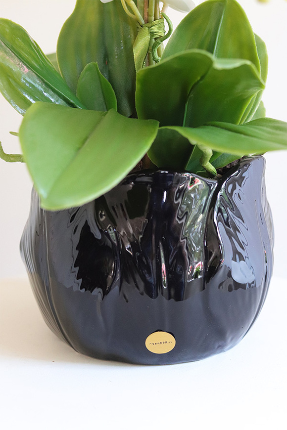 Tulippa Black, storczyk w donicy w kształcie kwiatu