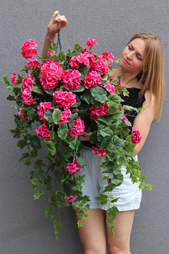 Pelargonia Extra 2, kwiaty w wiszącej donicy, dł.110cm