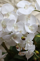 Banerra White&Cream, biały storczyk w prostokątnej donicy