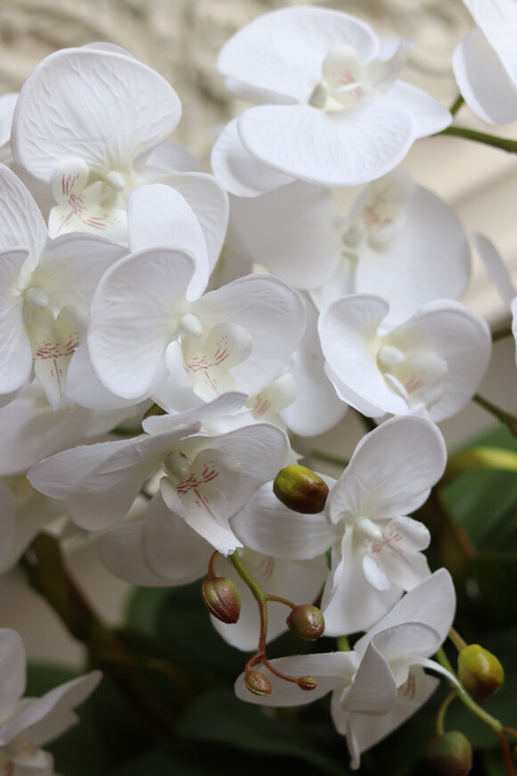 Banerra White&Cream, biały storczyk w prostokątnej donicy