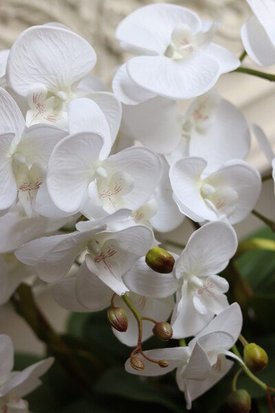 Banerra White&Cream, biały storczyk w prostokątnej donicy