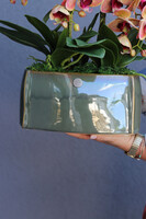 Granada Green, gumowy storczyk w zielonej donicy