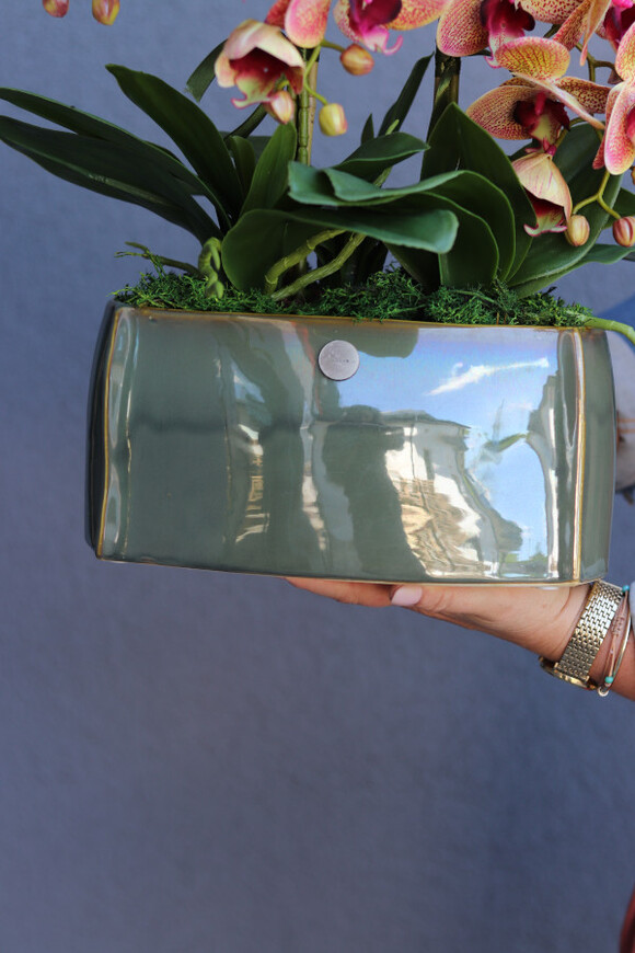 Granada Green, gumowy storczyk w zielonej donicy