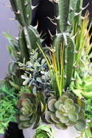 Cacti Saute B, sukulenty z kaktusem w stretchu, wys.68cm