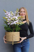 Goldenario Ellie 2, biały gumowy storczyk w złotej donicy