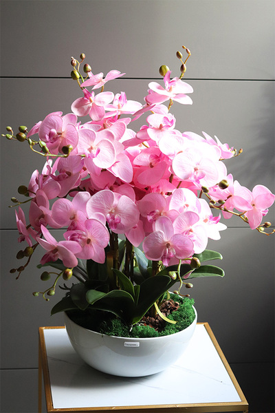 Pink Supreme, storczyk w białej misie