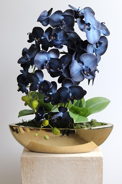 Laos Blueterre Gold, granatowy sztuczny storczyk w donicy