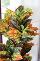 Kroton Black&Gold, sztuczna roślina w doniczce