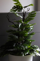 drzewko sztuczne Monstera Mediolan