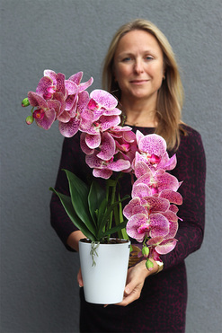 gumowy storczyk Pink Gerona Granada, wys.63cm