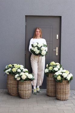 La France B, kompozycja z hortensji w koszu, wym.72x49cm 