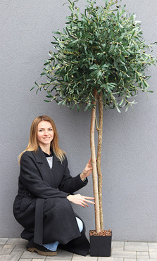 Drzewko Oliwne / Oliwka, sztuczne drzewko w osłonce, wym.196cm 