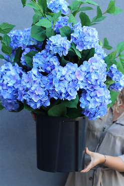 Hortensja Blue Saute, kwiaty we wkładzie do twojej donicy, wym.93x60cm 