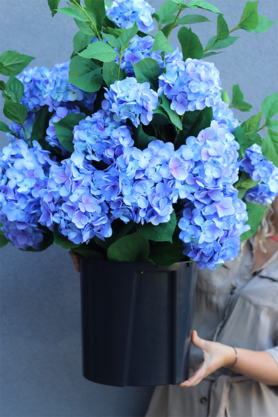 Hortensja Blue Saute, kwiaty we wkładzie do twojej donicy