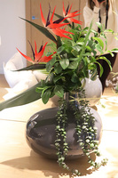 Strelicja Moko, egzotyczny bukiet do wazonu