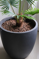 Livistona Concrete 2, sztuczna palma w betonowej donicy