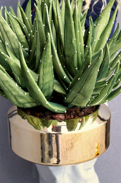 Krefia Mesta, zielona kompozycja w złotej donicy, wys.41cm