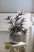 Strelicja Silver Blue, kompozycja w srebrnej donicy