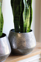 Sansewieria Sinra, roślina sztuczna w srebrnej donicy