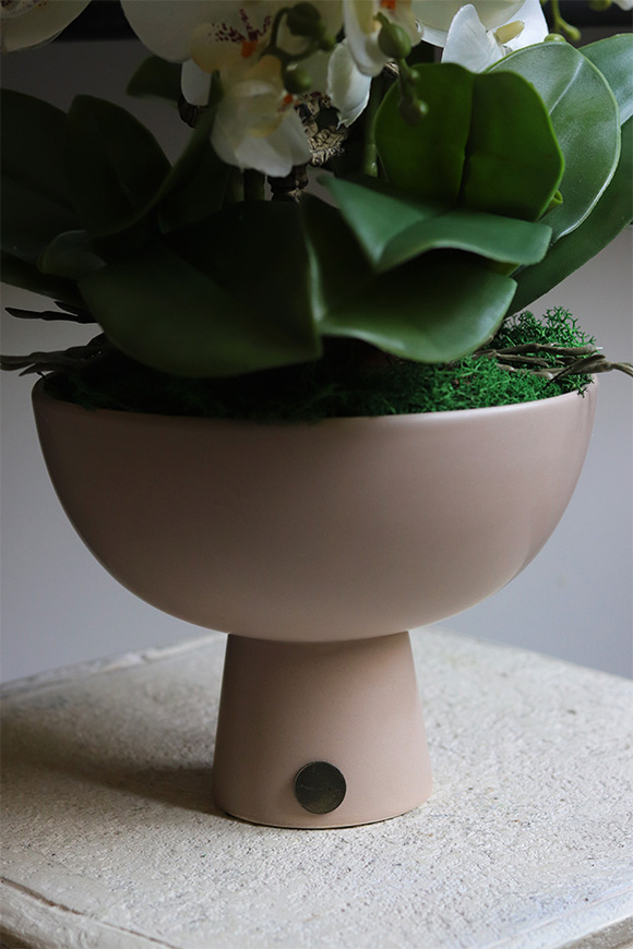 Beige Orchid, storczyk w ceramicznym pucharze