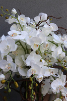 Mediolan New Premium, storczyk do Twojej donicy