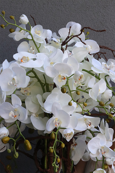 Mediolan New Premium, storczyk do Twojej donicy