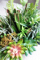 Zielony Dom, kompozycja sukulenty w okrągłej donicy	