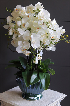 OD RĘKI Green Embassy, nowoczesny storczyk w zielonym pucharze, wys.63cm