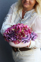 Hortensja Mini Bellin, różowa kompozycja z kwiatów hortensji, wym.20x20x15cm