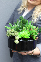 Suculentis Gaina, zielona kompozycja z sukulentami