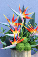 Strelicja Godenia King, kompozycja ze strelicją w złotej donicy, wys.64cm