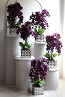 BakłażaNowy, fioletowy storczyk w srebrnej donicy, wys.62cm