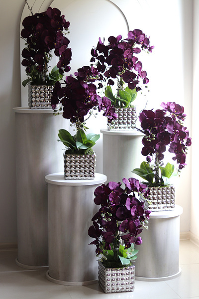 BakłażaNowy, fioletowy storczyk w srebrnej donicy, wys.62cm