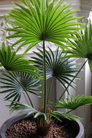 Livistona Concrete 2, sztuczna palma w betonowej donicy