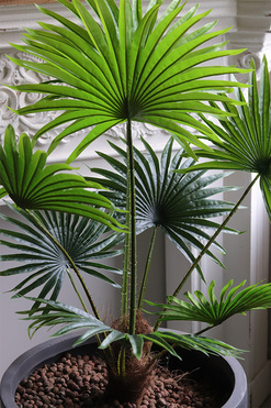 Livistona Concrete 2, sztuczna palma w betonowej donicy, wys.115cm 