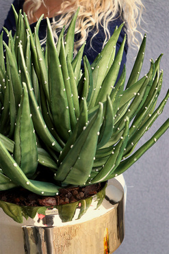 Krefia Mesta, zielona kompozycja w złotej donicy, wys.41cm