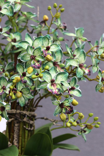 Green Tulippo, zielony storczyk w doniczce