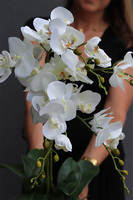 Hydrasio Silver, elegancki storczyk w srebrnej donicy, wys.69cm 