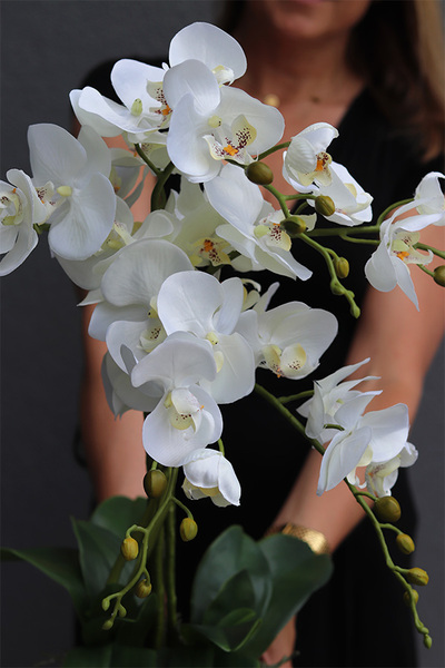 Hydrasio Silver, elegancki storczyk w srebrnej donicy, wys.69cm 