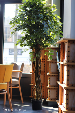 Fikus Benjamin A, sztuczna roślina w doniczce, wys.200cm