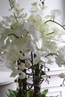 Emilie Mediolan Black, sztuczny storczyk w czarnej donicy