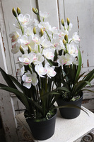 OD RĘKI Ramesa Cymbydium, sztuczny storczyk doniczkowy, wys.55cm