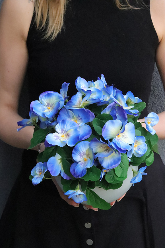 Bratki Blue, niebieskie bratki w naczyniu